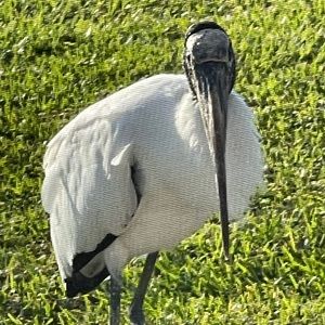 Meet your Posher, Ray